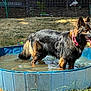 Daisy Mae is registered to the contest to win money with this photo: dog, german_shepherd, pool, water, outdoor, sunny, backyard, grass, panting, tongue_out, pet, summer, animal, canine, fence, playful, collar, wet, standing, daytime