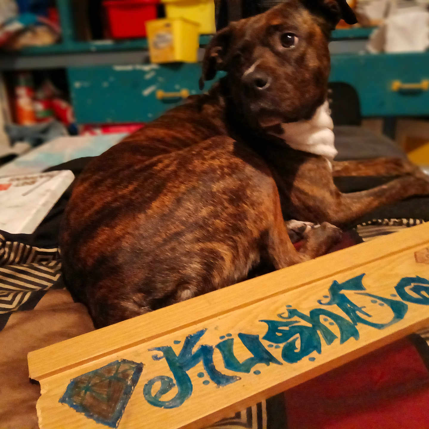 Double Trouble joined the competition — help win amazing prizes! animal, black, blanket, brindle, brown, clutter, curious, decor, dog, face, furniture, graffiti, indoor, looking_back, lying_down, pet, room, shelf, white, wooden_board