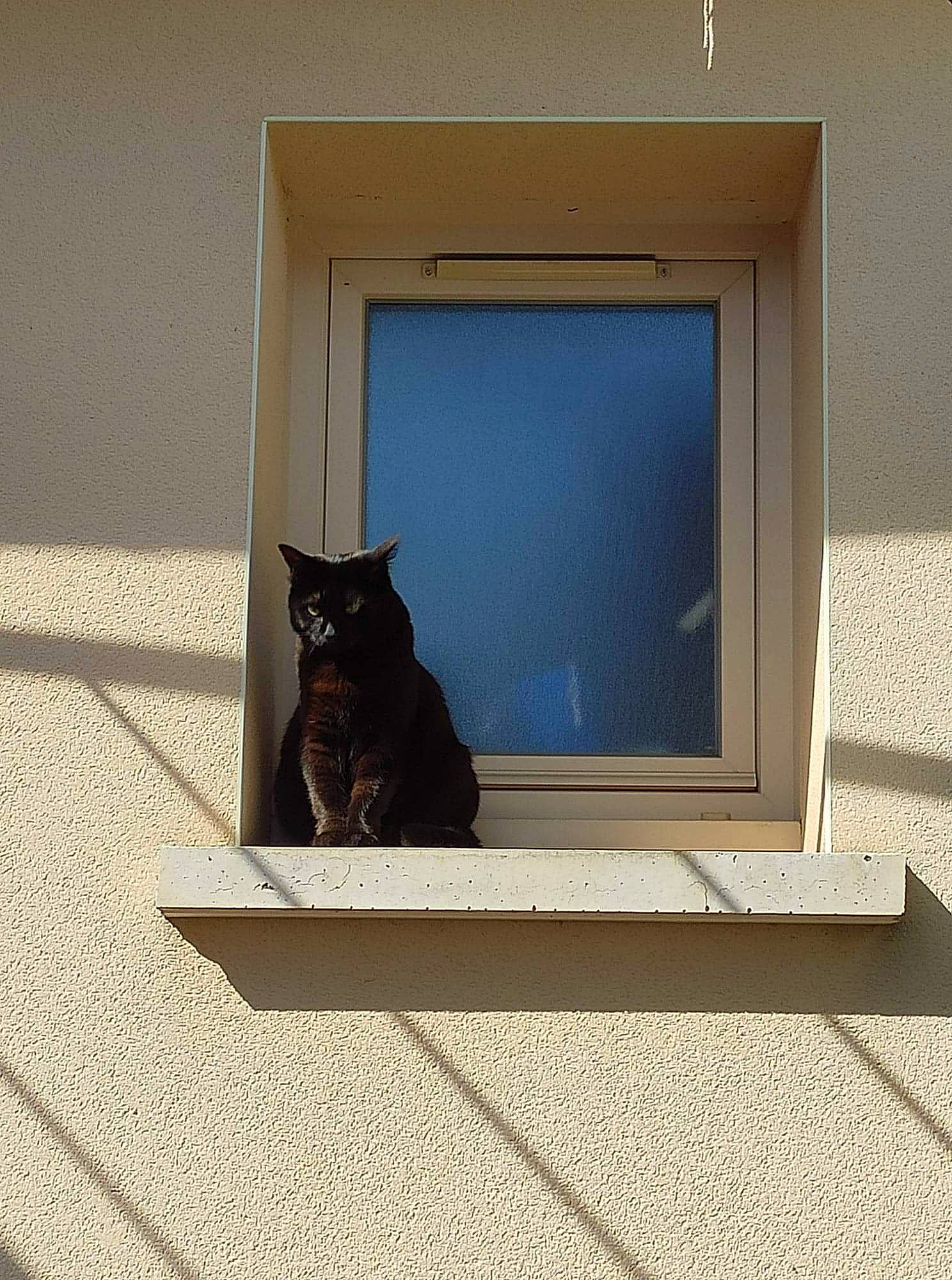 Noisette participe au concours pour gagner de l'argent avec cette photo : asian, black, black_cat, carnivore, cat, domestic_short_haired_cat, felidae, room, small_to_medium_sized_cats, whiskers, window