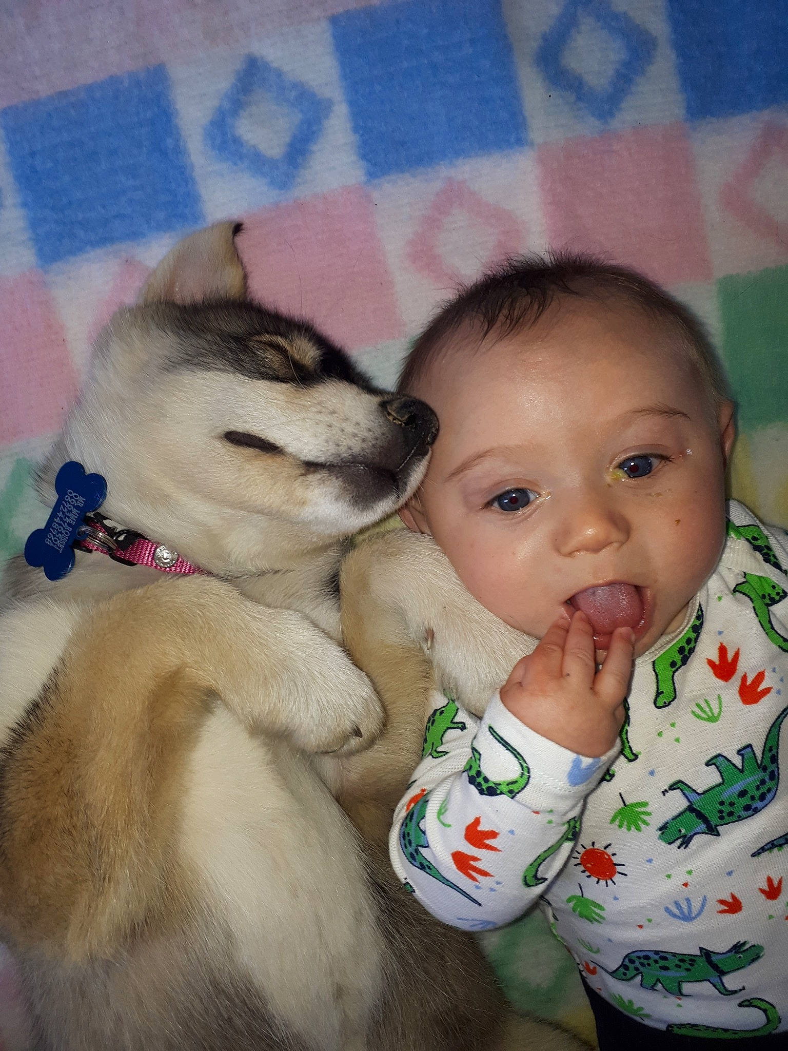 Phunky participe au concours pour gagner de l'argent avec cette photo : akita_inu, alaskan_klee_kai, alaskan_malamute, baby, canidae, carnivore, child, dog, dog_breed, mammal, nose, person, puppy_love, siberian_husky, skin, wolfdog
