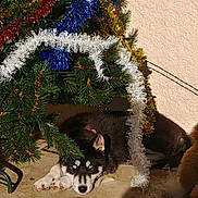 Aya a rejoint le concours — aidez-le/la à gagner de superbes lots ! husky, puppy, dog, christmas_tree, tinsel, outdoor, sunlight, shadow, decorations, festive, greenery, animal, pet, resting, holiday, cute, young_dog, fur, blue_eyes, relaxed