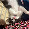 animal, black_and_white, blanket, cat, colorful, cozy, cute, fabric, flower_pattern, fluffy, fur, indoor, kitten, lying_down, pattern, pet, pink_nose, resting, soft, striped