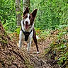 dog, border_collie, animal, pet, forest, woodland, nature, outdoors, trail, muddy_path, trees, leaves, ferns, moss, greenery, standing, happy, open_mouth, pointed_ears, harness