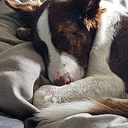 Byron a rejoint le concours — aidez-le/la à gagner de superbes lots ! dog, sleeping, puppy, pet, animal, brown_and_white, floppy_ear, upright_ear, curled_up, blanket, bed, cozy, indoors, portrait, close_up, relaxed, nap, fur, nose, natural_light