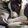 dog, sleeping, puppy, pet, animal, brown_and_white, floppy_ear, upright_ear, curled_up, blanket, bed, cozy, indoors, portrait, close_up, relaxed, nap, fur, nose, natural_light