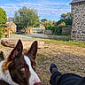 dog, border_collie, brown_and_white, pet, animal, portrait, close_up, pointed_ears, blue_eyes, white_markings, outdoor, countryside, village, stone_building, garden, gravel_drive, blue_sky, clouds, person, sunlight