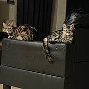 Tinkerbell is registered to the contest to win money with this photo: cat, tabby_cat, feline, pet, animal, indoor, furniture, couch, leather, black, tail, ears, eyes, floor, tile_floor, relaxing, looking, domestic_cat, two_cats, home