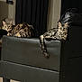 cat, tabby_cat, feline, pet, animal, indoor, furniture, couch, leather, black, tail, ears, eyes, floor, tile_floor, relaxing, looking, domestic_cat, two_cats, home