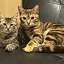 Tinkerbell is registered to the contest to win money with this photo: cat, tabby, pet, animal, feline, cute, domestic, fur, whiskers, ears, eyes, face, paws, resting, indoor, couch, leather, two, companion, relaxed