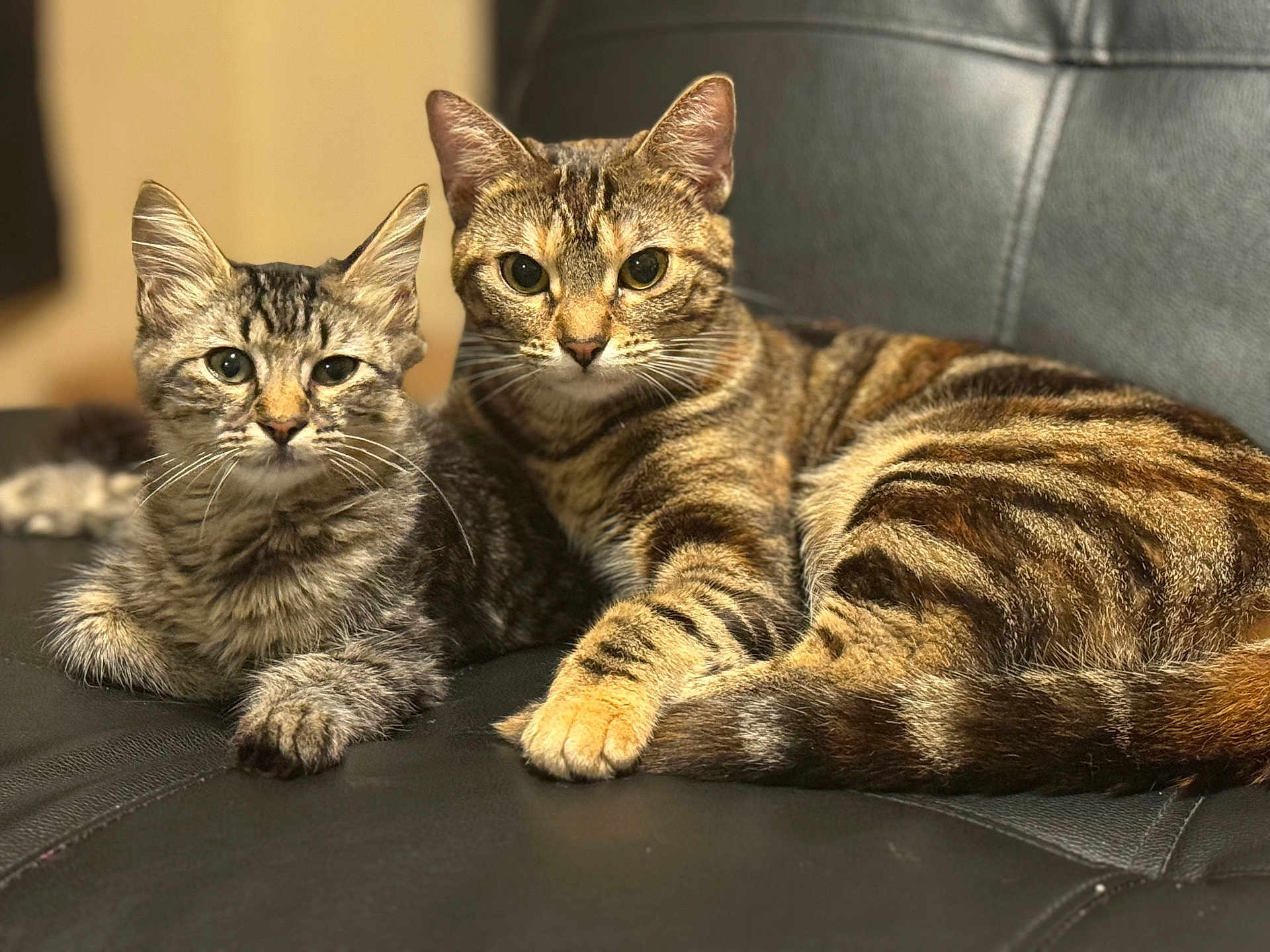 Tinkerbell is registered to the contest to win money with this photo: cat, tabby, pet, animal, feline, cute, domestic, fur, whiskers, ears, eyes, face, paws, resting, indoor, couch, leather, two, companion, relaxed