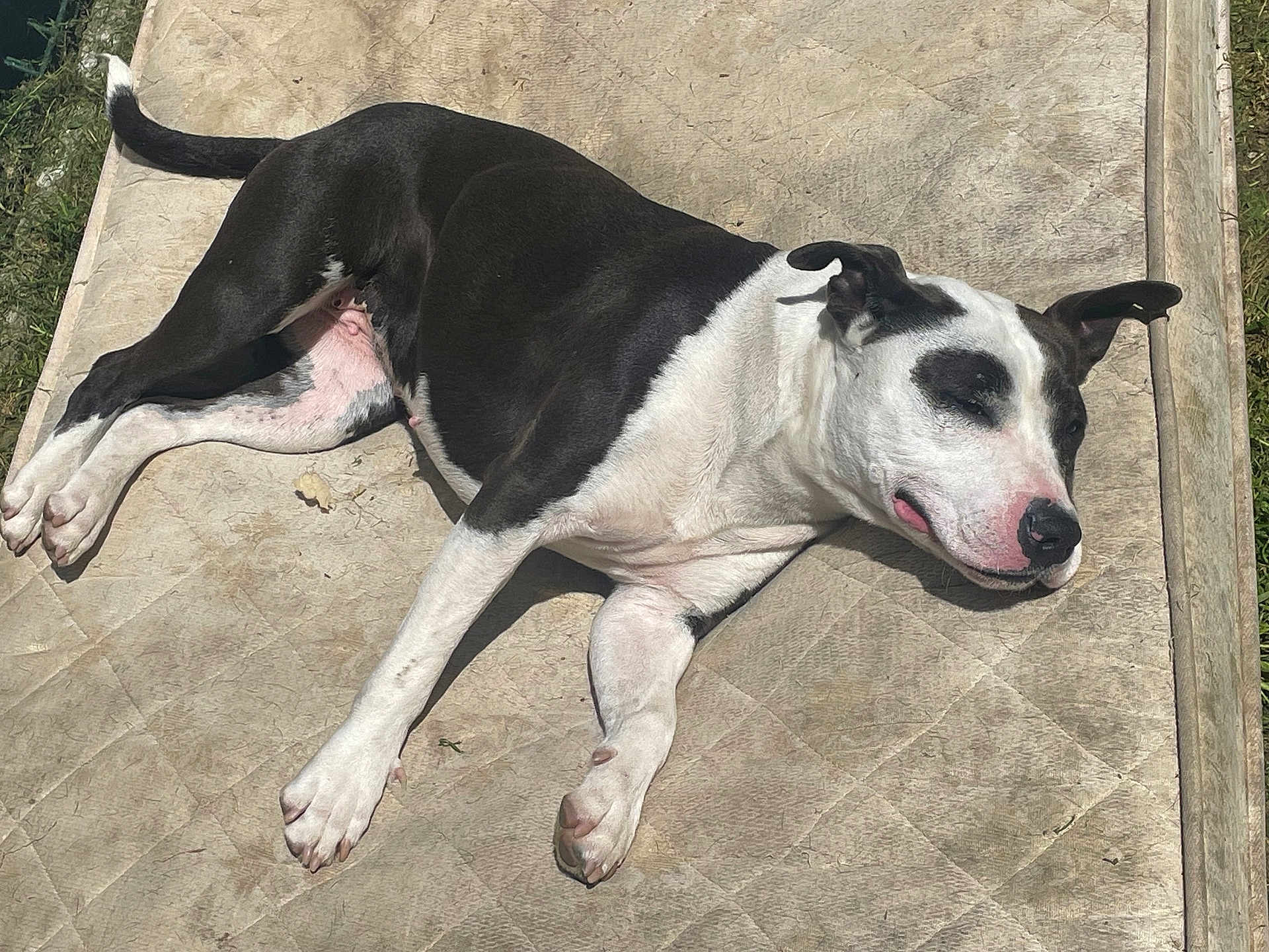 Taïa a rejoint le concours — aidez-le/la à gagner de superbes lots ! dog, black_and_white, lying_down, outdoor, sunbathing, mattress, relaxed, pet, animal, canine, ears, paws, nose, grass, daylight, resting, sleepy, content, fur, nature