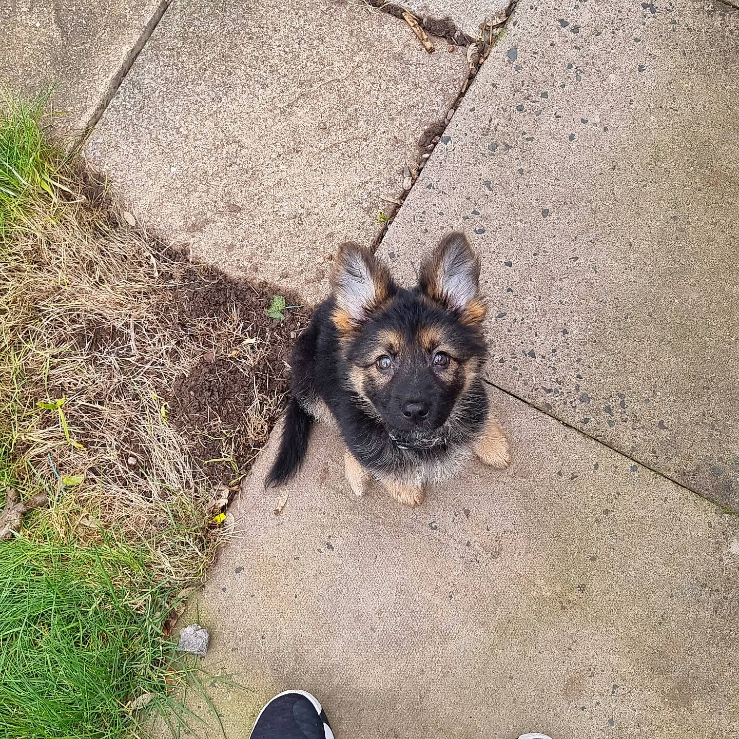 Jinx joined the competition — help win amazing prizes! asphalt, canidae, carnivore, dog_breed, domestic_short_haired_cat, felidae, foot, fur, grass, paw, road_surface, shadow, sidewalk, small_to_medium_sized_cats, snout, soil, sporting_group, tail, terrestrial_animal, whiskers