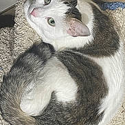 Stitch participe au concours pour gagner de l'argent avec cette photo : cat, animal, pet, feline, curled_up, resting, blanket, indoor, fur, whiskers, ears, tail, looking_up, cozy, soft_texture, cute, domestic, sleepy, comfort, closeup