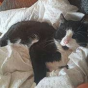 Milo is registered to the contest to win money with this photo: cat, black_and_white, sleeping, blanket, cozy, indoor, pet, fur, relaxing, whiskers, pink_nose, resting, couch, soft_light, domestic, animal, comfortable, cute, feline, home