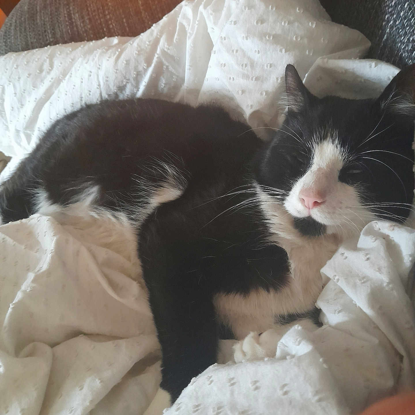 Milo is registered to the contest to win money with this photo: animal, black_and_white, blanket, cat, comfortable, couch, cozy, cute, domestic, feline, fur, home, indoor, pet, pink_nose, relaxing, resting, sleeping, soft_light, whiskers