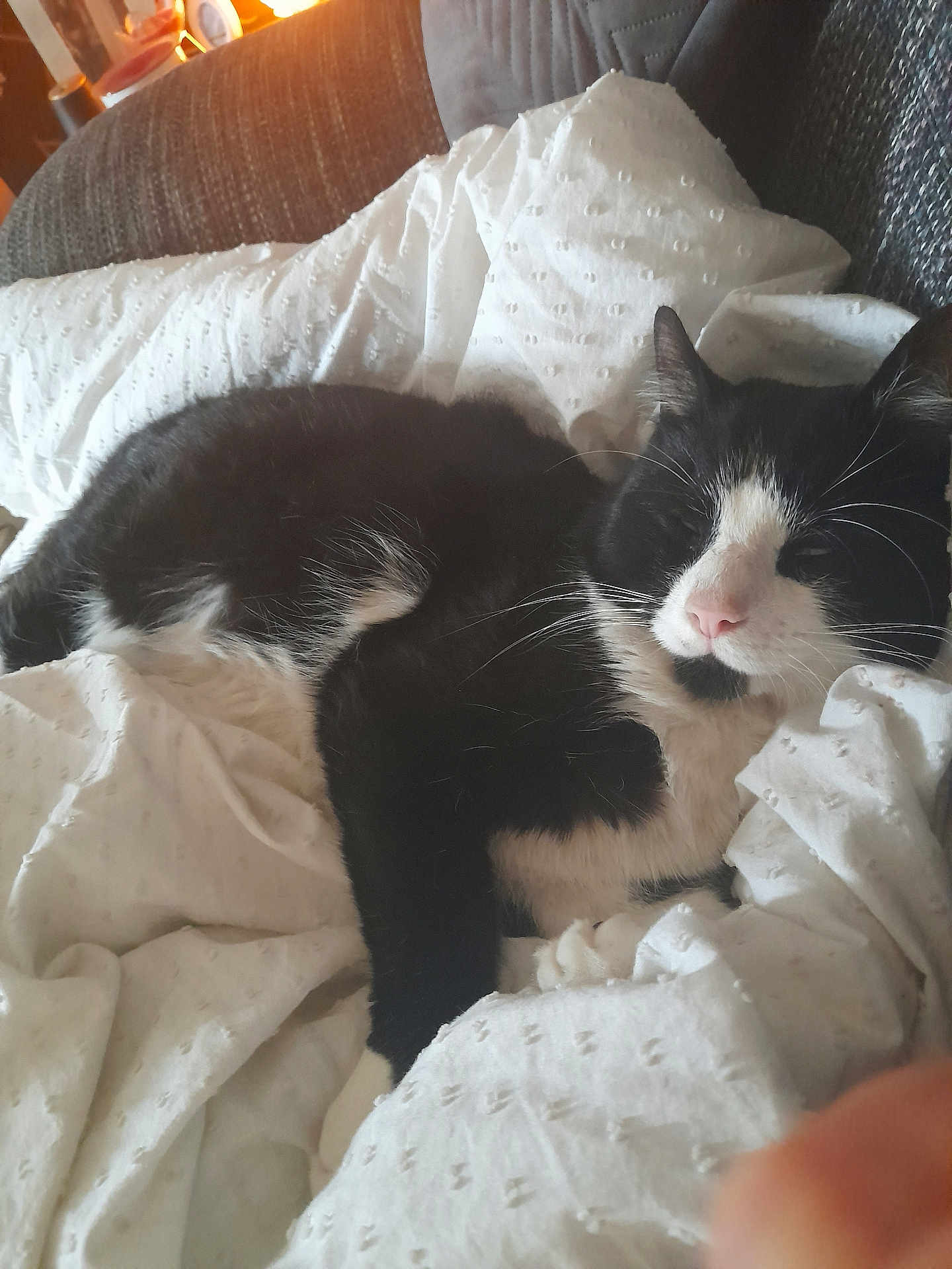 Milo is registered to the contest to win money with this photo: cat, black_and_white, sleeping, blanket, cozy, indoor, pet, fur, relaxing, whiskers, pink_nose, resting, couch, soft_light, domestic, animal, comfortable, cute, feline, home