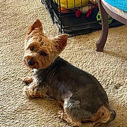 Teddy is registered to the contest to win money with this photo: dog, small_dog, pet, carpet, indoor, crate, toy, furniture, chair, blue_cushion, curious_look, fresh_haircut, relaxed, brown_dog, cozy, home, animal, canine, floor, resting