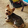 dog, small_dog, pet, carpet, indoor, crate, toy, furniture, chair, blue_cushion, curious_look, fresh_haircut, relaxed, brown_dog, cozy, home, animal, canine, floor, resting