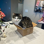 Archie is registered to the contest to win money with this photo: cat, tabby, cardboard_box, small_box, countertop, kitchen, flowers, garlic, bulletin_board, mail, person_arm, indoor, pet, fluffy, white_fur, sitting, looking_at_camera, document, phone, home_interior
