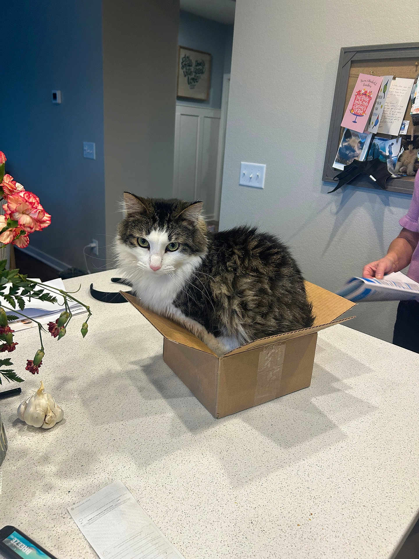 Archie is registered to the contest to win money with this photo: cat, tabby, cardboard_box, small_box, countertop, kitchen, flowers, garlic, bulletin_board, mail, person_arm, indoor, pet, fluffy, white_fur, sitting, looking_at_camera, document, phone, home_interior