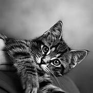 Minus participe au concours pour gagner de l'argent avec cette photo : animal, black_and_white, cat, close_up, curious, cute, domestic, eyes, feline, fur, indoor, kitten, mammal, paw, pet, portrait, soft_focus, stretching, whiskers, young