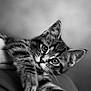animal, black_and_white, cat, close_up, curious, cute, domestic, eyes, feline, fur, indoor, kitten, mammal, paw, pet, portrait, soft_focus, stretching, whiskers, young