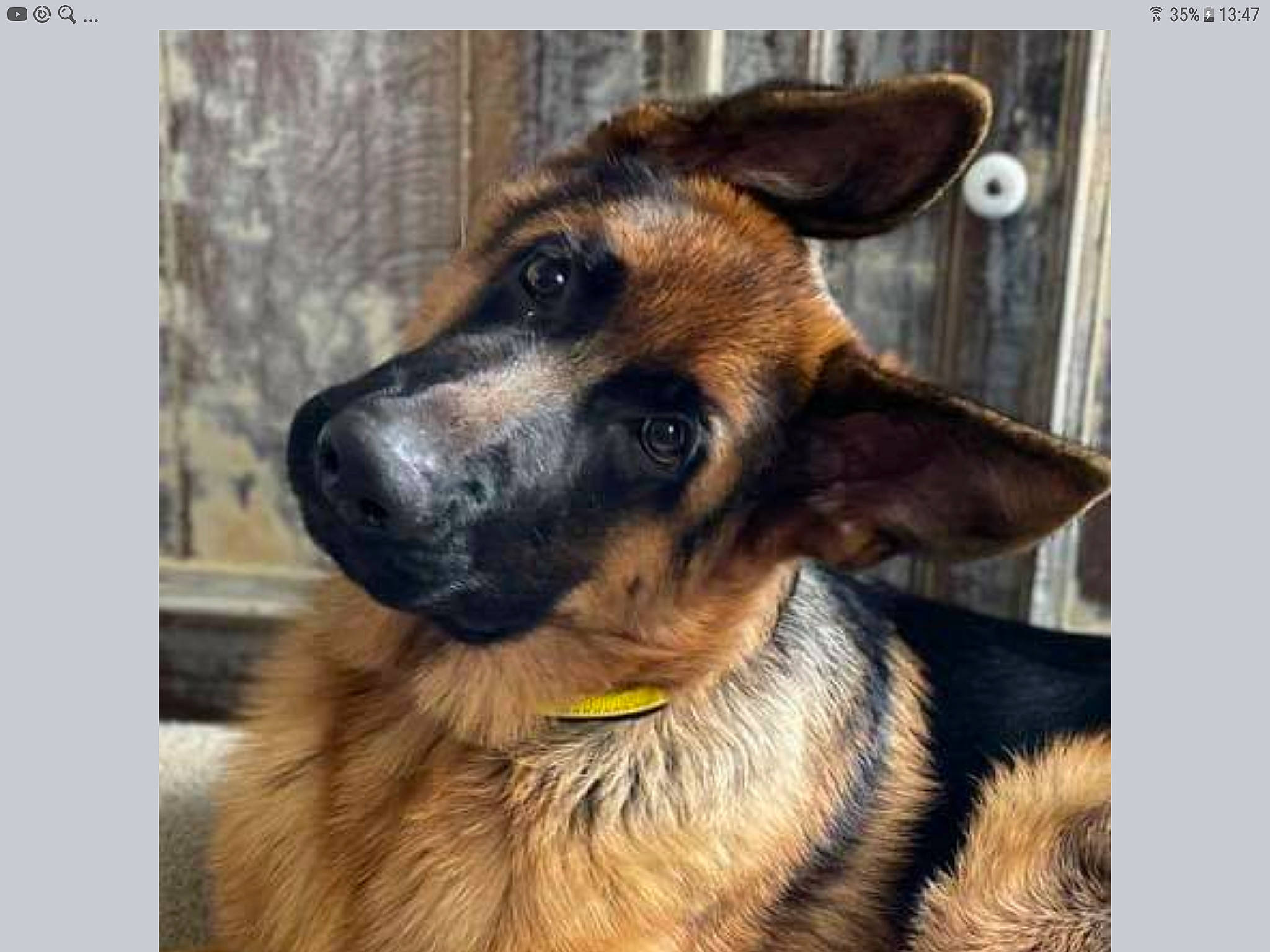 Stark a rejoint le concours — aidez-le/la à gagner de superbes lots ! ancient_dog_breeds, carnivore, companion_dog, dog, dog_breed, door, east_european_shepherd, fur, german_shepherd_dog, guard_dog, herding_dog, king_shepherd, metal, old_german_shepherd_dog, rectangle, snout, square, whiskers, window, working_dog