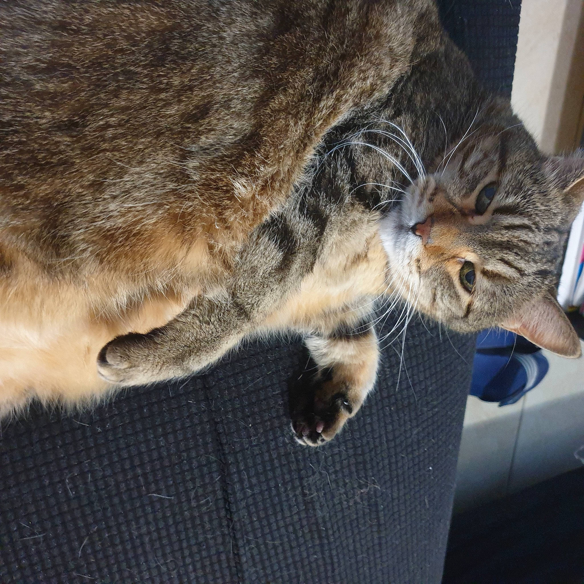 Sky a rejoint le concours — aidez-le/la à gagner de superbes lots ! carnivore, cat, claw, comfort, domestic_short_haired_cat, door, felidae, fur, lap, nap, paw, sleep, small_to_medium_sized_cats, snout, tail, vehicle, vehicle_door, whiskers, window, windshield