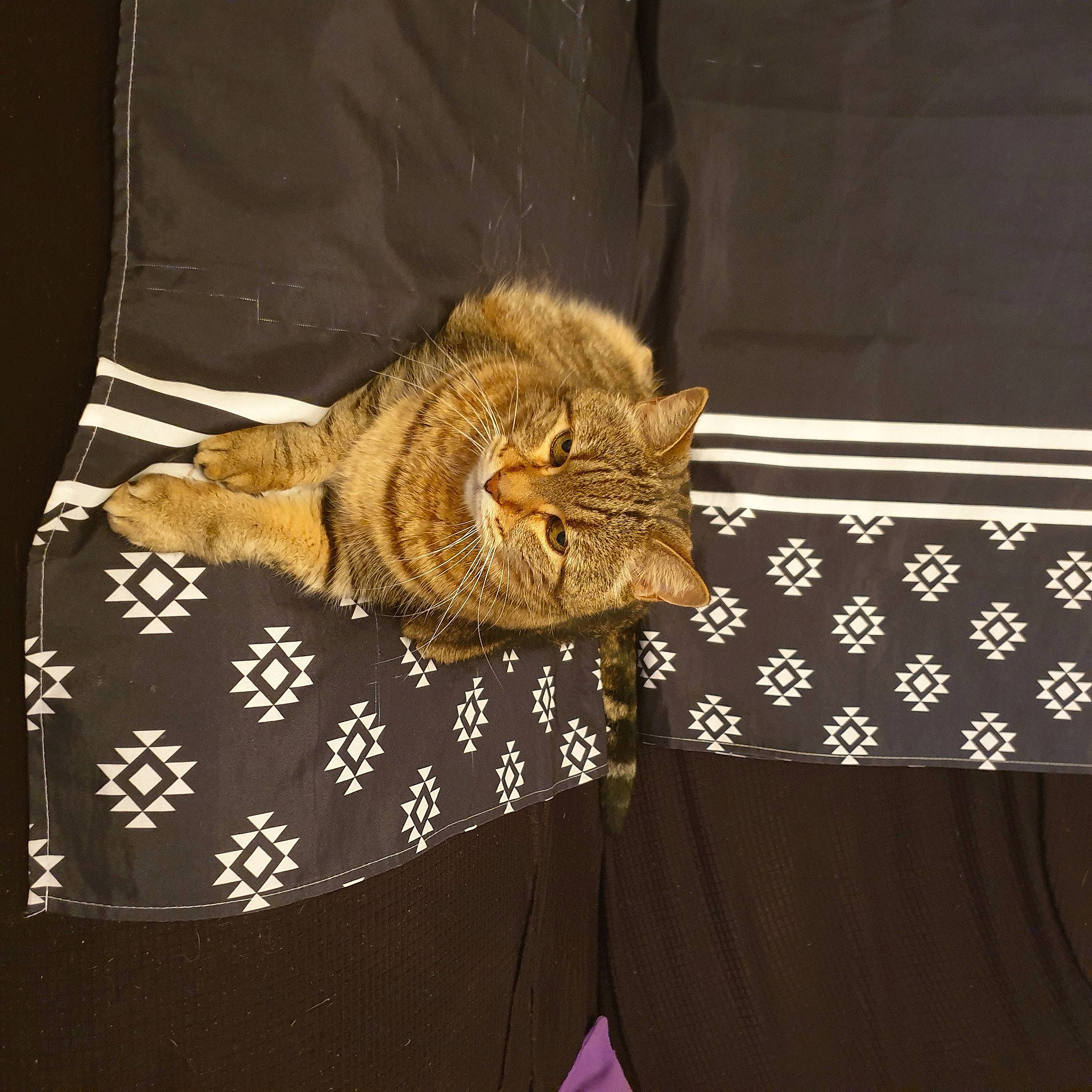 Sky participe au concours pour gagner de l'argent avec cette photo : bag, carnivore, carpet, cat, comfort, domestic_short_haired_cat, fawn, felidae, flooring, fur, house, linens, pattern, plant, small_to_medium_sized_cats, tail, terrestrial_animal, whiskers, window, wood