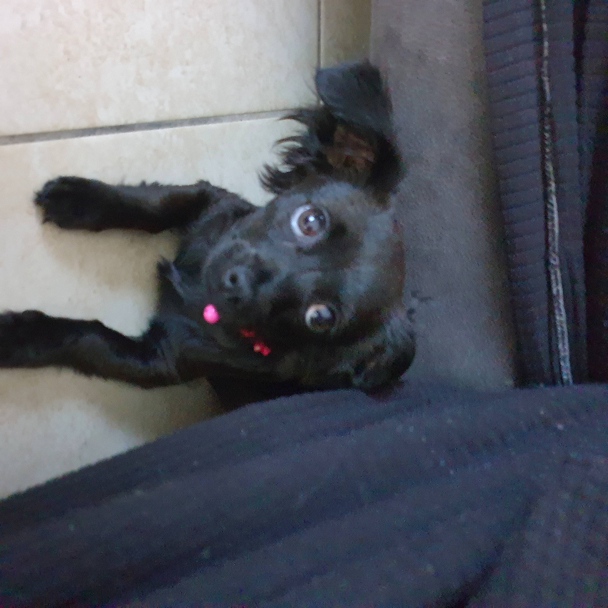 Toupie participe au concours pour gagner de l'argent avec cette photo : black_cat, borador, canidae, carnivore, companion_dog, curtain, dog, dog_breed, fur, grey, guard_dog, non_sporting_group, paw, snout, sporting_group, tail, whiskers, working_animal