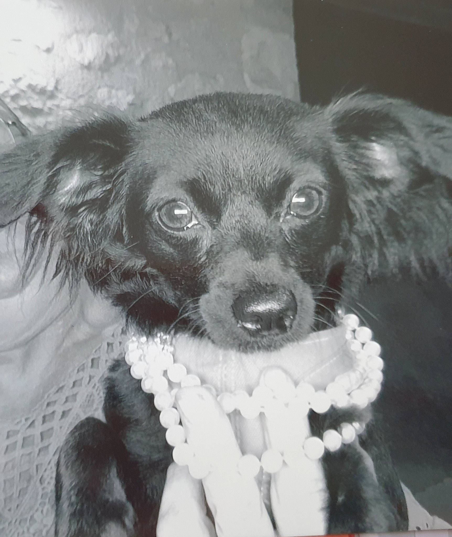 Toupie a rejoint le concours — aidez-le/la à gagner de superbes lots ! canidae, carnivore, companion_dog, dog, dog_breed, dog_collar, fang, fur, gun_dog, liver, monochrome, monochrome_photography, snout, spaniel, sporting_group, toy_dog, whiskers, working_animal