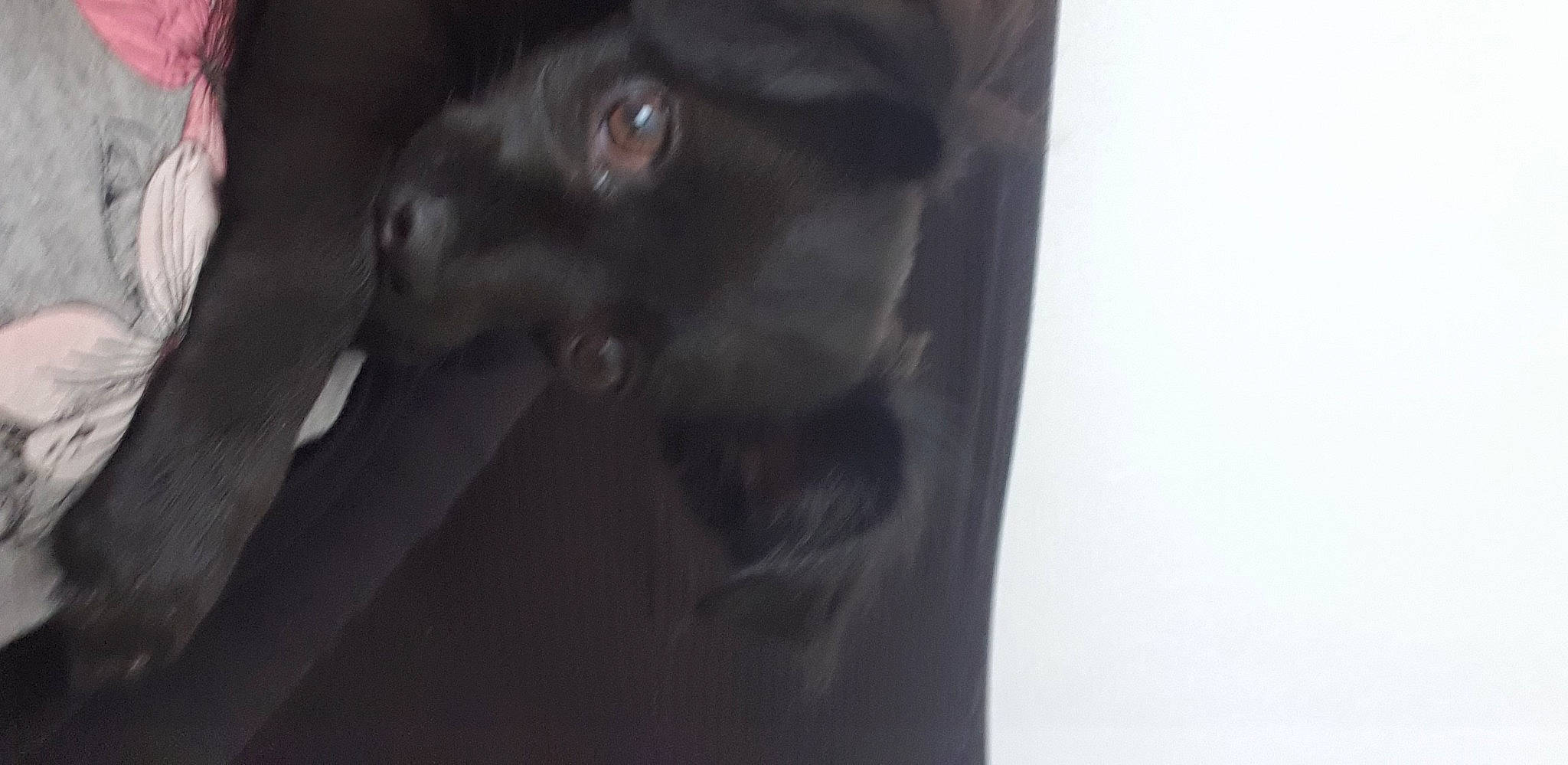 Toupie participe au concours pour gagner de l'argent avec cette photo : black_cat, canidae, carnivore, darkness, dog_breed, domestic_short_haired_cat, felidae, fur, gesture, grey, small_to_medium_sized_cats, snout, sporting_group, tail, terrestrial_animal, whiskers