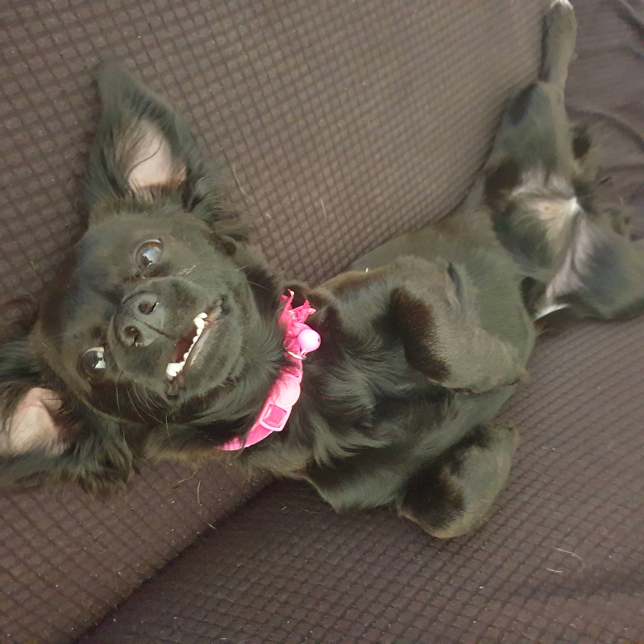 Toupie participe au concours pour gagner de l'argent avec cette photo : carnivore, collar, comfort, companion_dog, couch, dog, dog_breed, dog_collar, dog_supply, ear, fawn, felidae, grey, liver, snout, sporting_group, tail, toy_dog, whiskers, working_animal