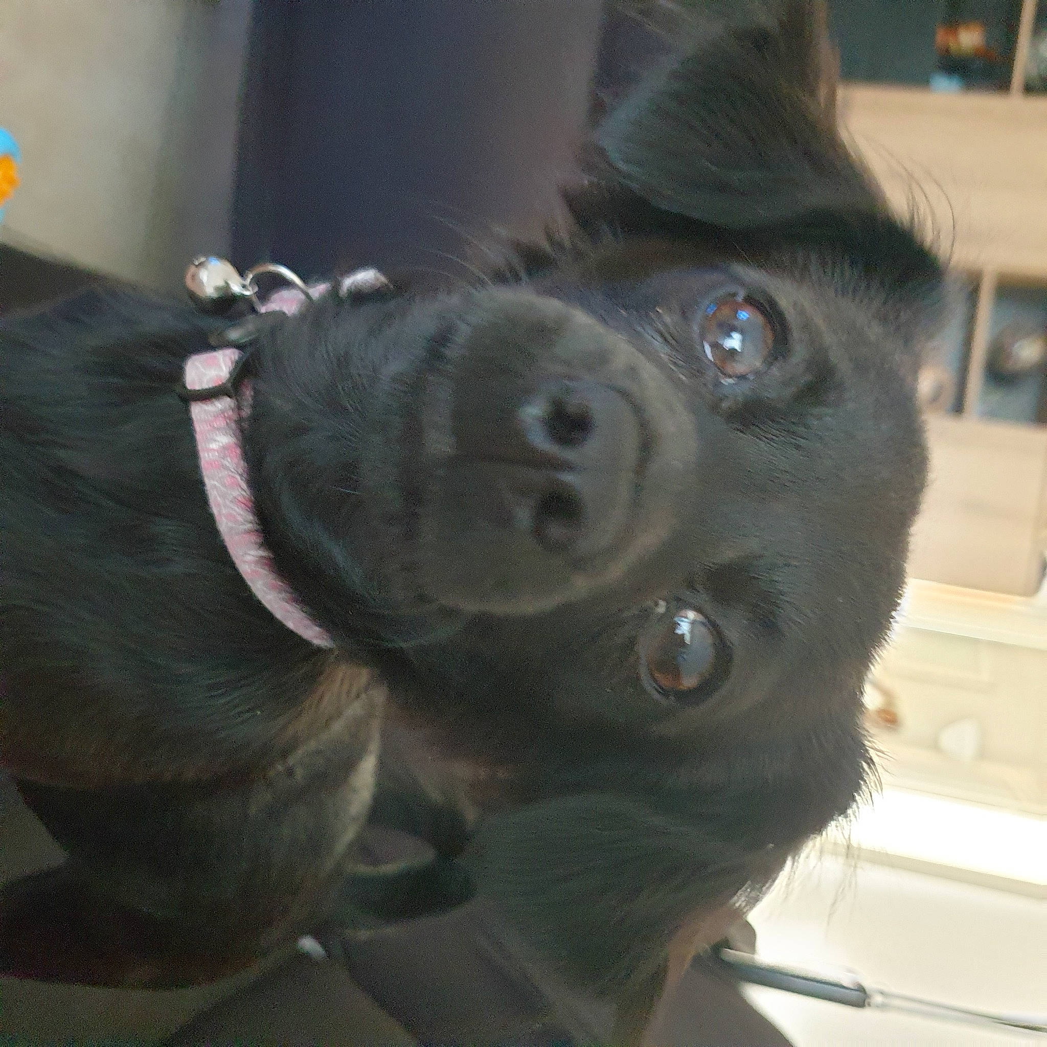 Toupie a rejoint le concours — aidez-le/la à gagner de superbes lots ! borador, canidae, carnivore, collar, companion_dog, dog, dog_breed, dog_collar, ear, fawn, fur, gesture, jaw, liver, mammal, snout, sporting_group, terrestrial_animal, whiskers, working_animal