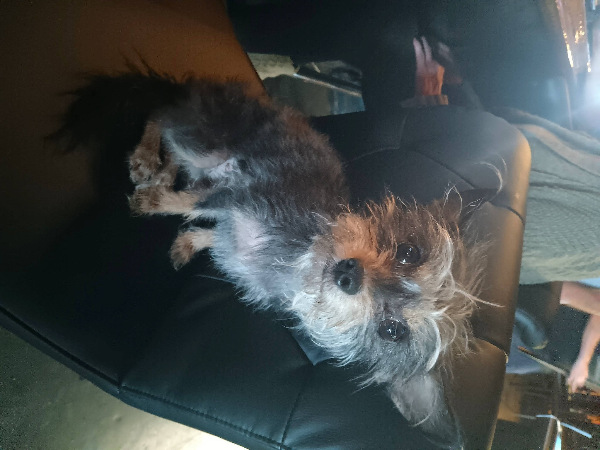 Juju joined the competition — help win amazing prizes! australian_terrier, canidae, carnivore, chair, comfort, companion_dog, dog, dog_breed, fawn, fur, paw, puppy, small_terrier, snout, sporting_group, tail, terrier, toy_dog, whiskers, yorkshire_terrier