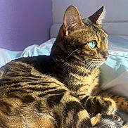 Leya participe au concours pour gagner de l'argent avec cette photo : cat, tabby, blue_eyes, sunlight, bed, indoor, feline, fur, striped, resting, cozy, purple_wall, bedding, pet, animal, whiskers, ears, closeup, calm, relaxed