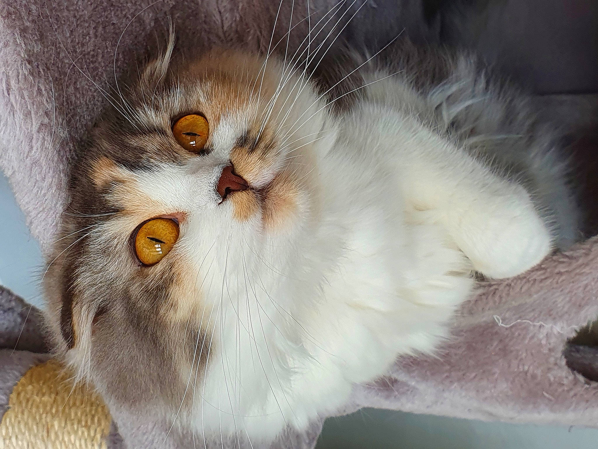 Skylar is registered to the contest to win money with this photo: carnivore, cat, claw, close_up, domestic_short_haired_cat, ear, eye, felidae, fur, paw, small_to_medium_sized_cats, snout, tail, whiskers