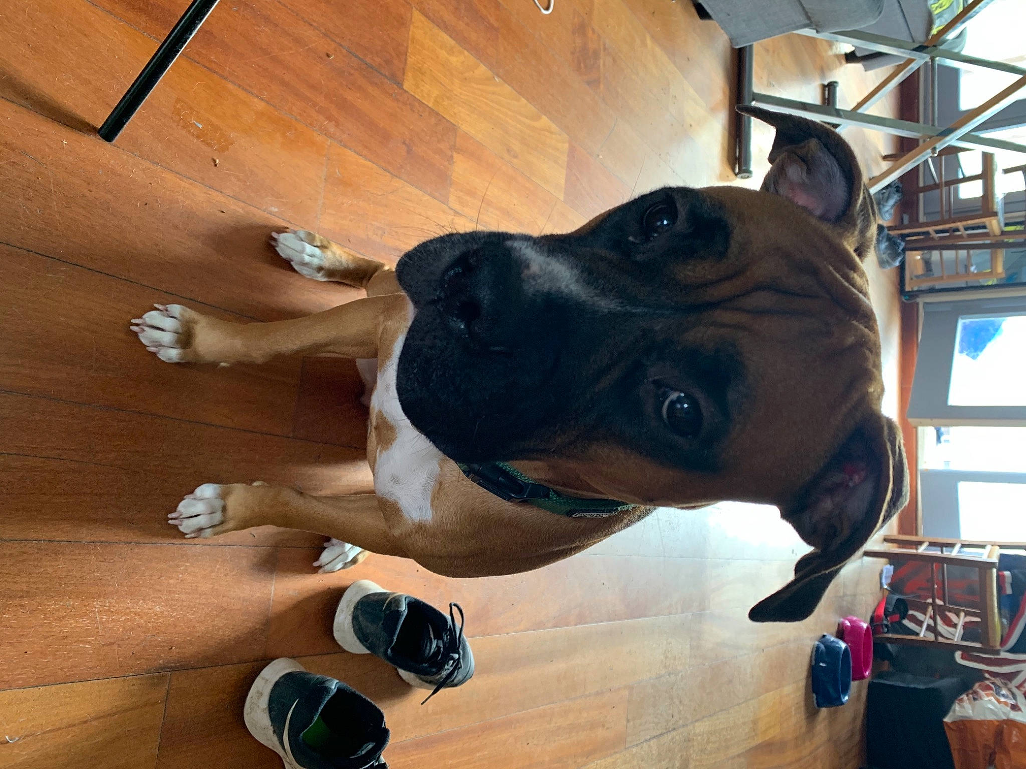 Ria participe au concours pour gagner de l'argent avec cette photo : carnivore, collar, companion_dog, dog, dog_breed, dog_collar, eyewear, fawn, floor, flooring, hardwood, metal, personal_protective_equipment, pet_supply, snout, varnish, window, wood, wood_stain, working_animal