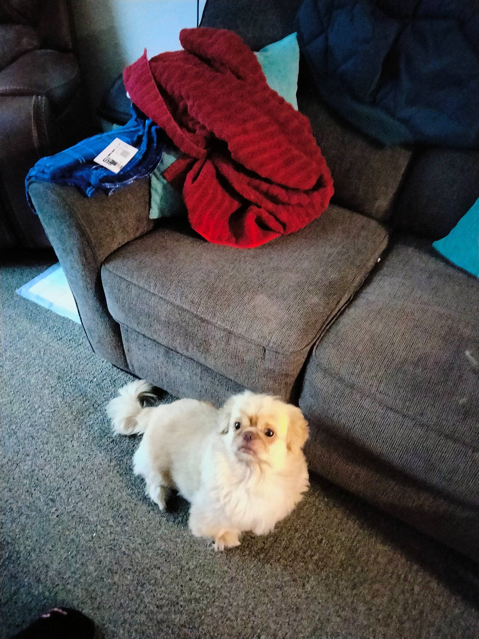 Billionaire is registered to the contest to win money with this photo: canidae, carnivore, comfort, companion_dog, couch, dog, dog_breed, electric_blue, felidae, flooring, fur, german_spitz, grey, small_to_medium_sized_cats, spitz, sporting_group, tail, toy_dog, whiskers, wood