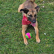 Gaya a rejoint le concours — aidez-le/la à gagner de superbes lots ! dog, bandana, grass, ball, outdoor, pet, playful, tongue_out, animal, canine, greenery, summer, nature, cute, happy, toy, fur, ears, paw, tail