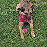 dog, bandana, grass, ball, outdoor, pet, playful, tongue_out, animal, canine, greenery, summer, nature, cute, happy, toy, fur, ears, paw, tail