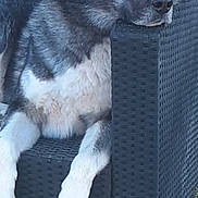 Mystic is registered to the contest to win money with this photo: animal, armrest, backyard, black, canine, daylight, dog, fur, grass, gray, head, lounge, nature, outdoor, paw, pet, relaxed, resting, white, wicker_chair