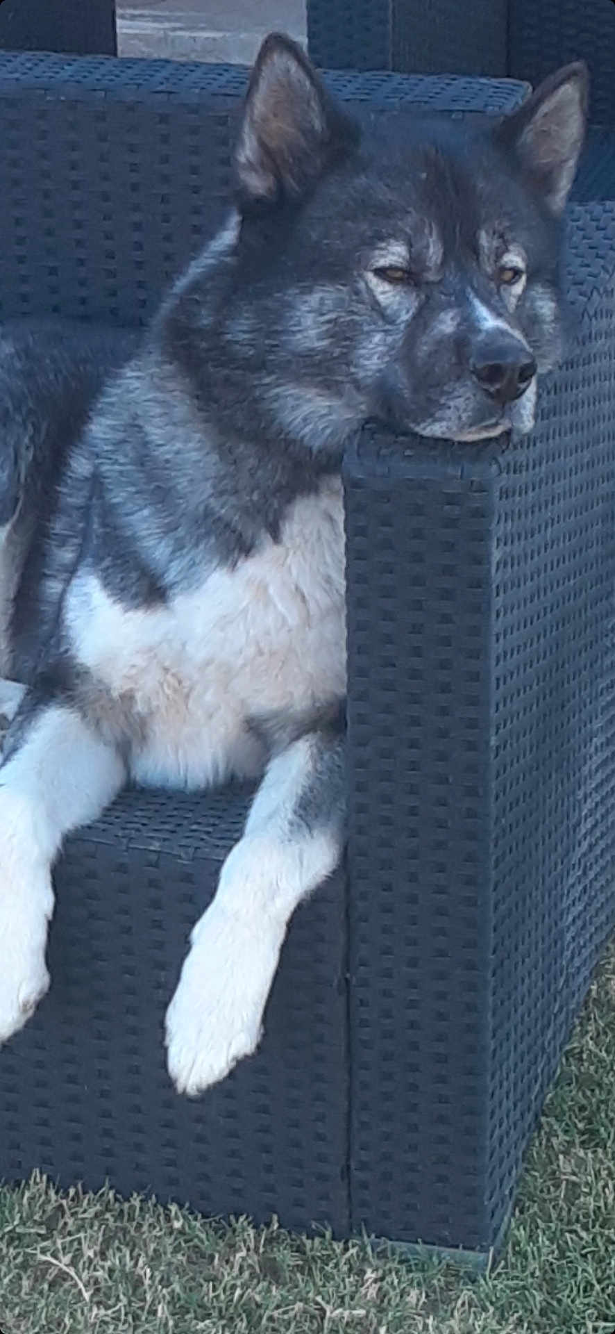 Mystic is registered to the contest to win money with this photo: animal, armrest, backyard, black, canine, daylight, dog, fur, grass, gray, head, lounge, nature, outdoor, paw, pet, relaxed, resting, white, wicker_chair