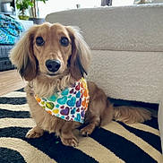 Noodle joined the competition — help win amazing prizes! accessories, animal, architecture, building, canine, chair, cockerspaniel, couch, cushion, dog, furniture, goldenretriever, homedecor, hound, indoors, linen, livingroom, pet, puppy, room