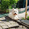 animal, canine, cute, daylight, dog, fence, fur, garden, greenery, leisure, nature, outdoor, paw, pet, plants, relaxing, small_dog, stone_pathway, sunlight, white_dog