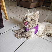 Shelby a rejoint le concours — aidez-le/la à gagner de superbes lots ! animal, couch, dog, home, indoors, living_room, long_hair, lying_down, pet, pink_tongue, playful, portrait, purple_harness, relaxed, scruffy_fur, small_dog, sofa, tile_floor, tongue_out, white_dog