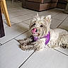 animal, couch, dog, home, indoors, living_room, long_hair, lying_down, pet, pink_tongue, playful, portrait, purple_harness, relaxed, scruffy_fur, small_dog, sofa, tile_floor, tongue_out, white_dog