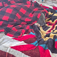 Blue is registered to the contest to win money with this photo: dog, blanket, sleeping, cozy, quilt, patterned, red, black, brown, blue, yellow, hat, indoors, pet, fur, resting, paw, warm, soft, comfort