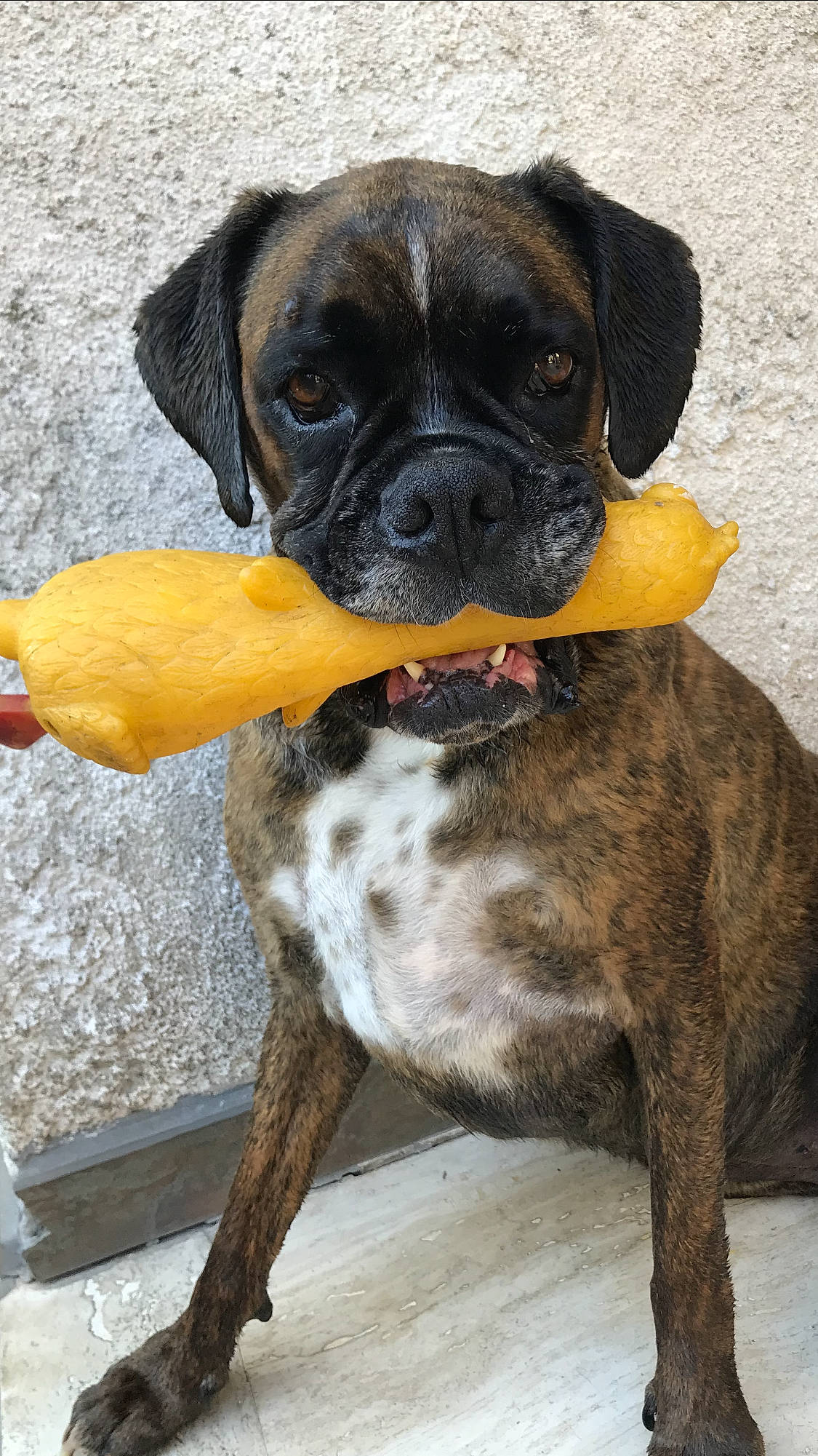 Ines participe au concours pour gagner de l'argent avec cette photo : ancient_dog_breeds, biting, bored, boxer, canidae, carnivore, collar, companion_dog, dog, dog_breed, dog_collar, fawn, molosser, non_sporting_group, snout, sporting_group, tail, whiskers, working_animal, working_dog