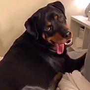 Joe joined the competition — help win amazing prizes! dog, rottweiler, pet, animal, bed, indoor, tongue_out, happy, black_and_tan, canine, resting, fur, ears, face, looking_back, domestic, lamp, furniture, cozy, home